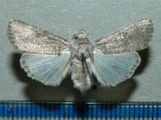 Spodoptera exigua